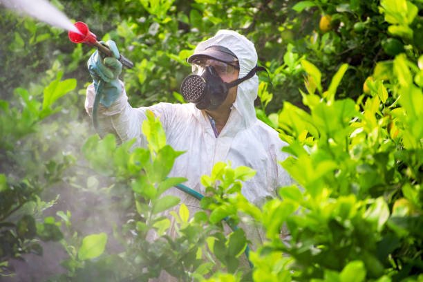 Leaf Legends arborist inspecting tree for disease